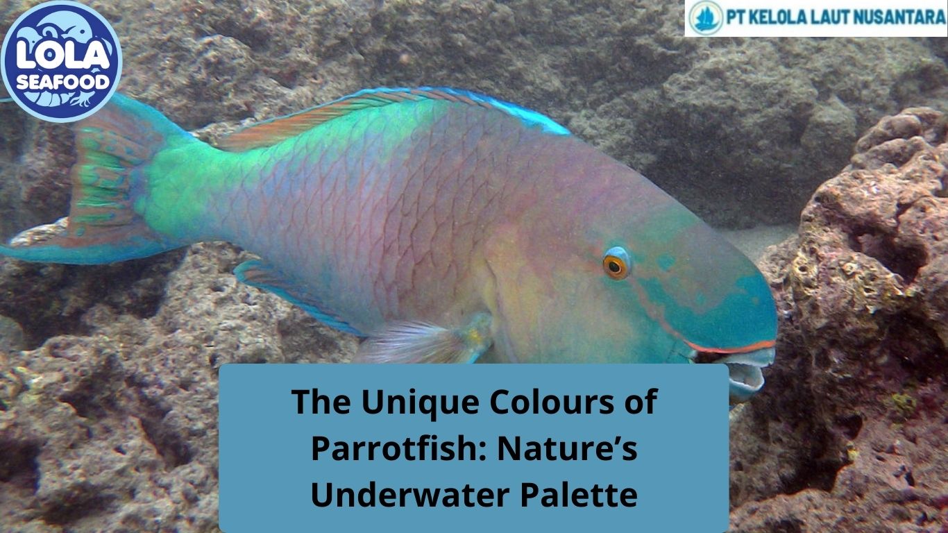 The Unique Colours of Parrotfish: Nature’s Underwater Palette